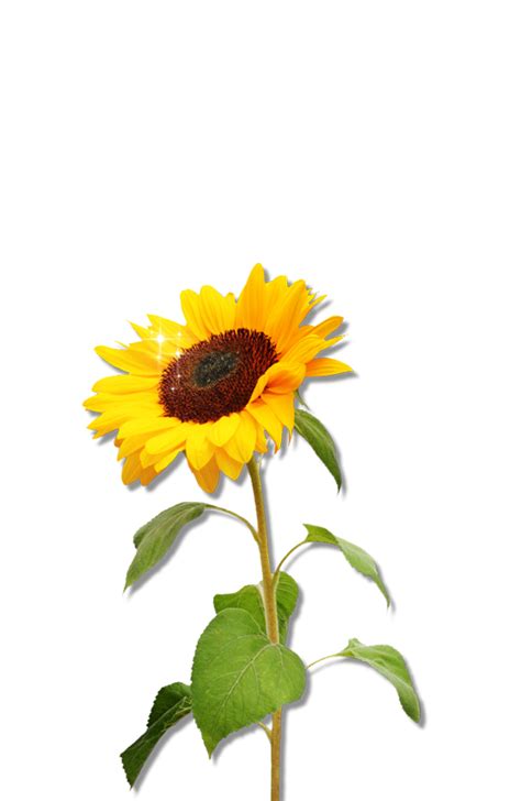 Clipart Sunflower Download Png Transparent Background Free Download