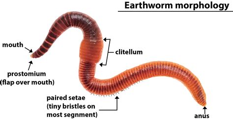 Anatomy Of Earthworm Class 11 Human Anatomy
