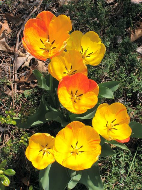 Kokosniks Photographs Easter Tulips Pt1