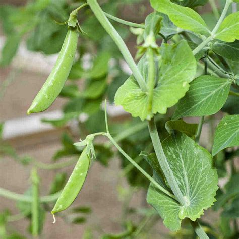 The Best 16 How To Grow Sugar Snap Peas Clothcolorbox