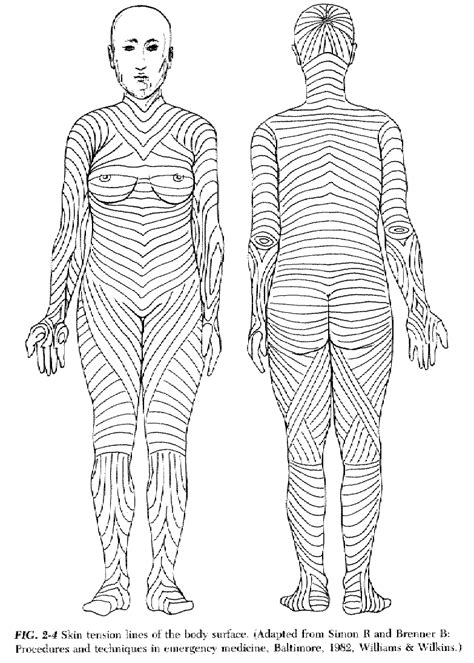 Body Skin Tension Lines Anatomy Pinterest