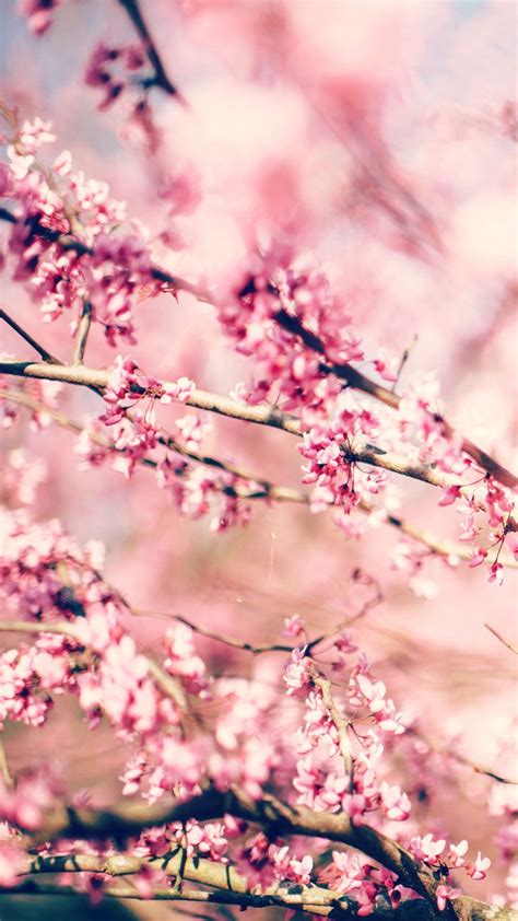 27 Floral Iphone 7 Plus Wallpapers For A Sunny Spring Artofit