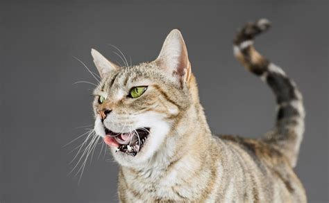 If you see your cat dribble over a short period and then it stops, there is no need to fret. 4 Reasons Why Your Cat is Drooling | My Pet and I