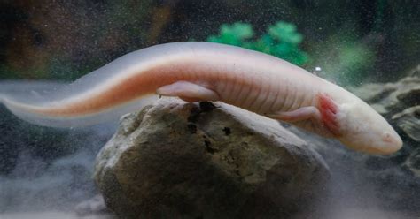 The Secret To Regeneration Scientists Say It Lies In The Axolotl