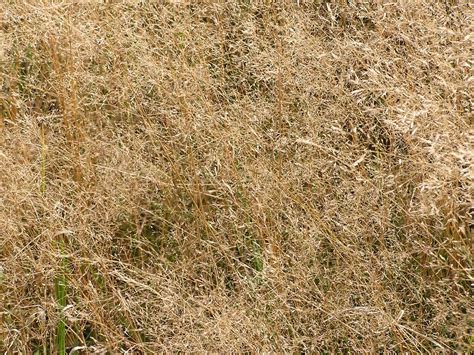 Dried Grass Texture Seamless Novarilly
