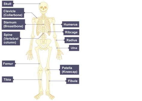 In the muscular system, muscle tissue is categorized into three distinct types: BBC - KS3 Biology - Skeletal and muscular systems ...