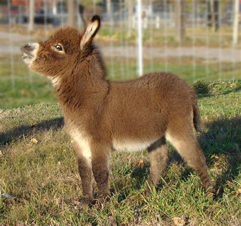 These Cute Baby Donkeys Are Everything You Need To See Today 15 Pics
