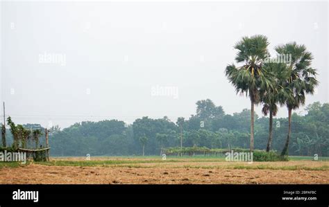 A Beautiful Landscape On The Bangladesh Agriculture Rice Fields Stock