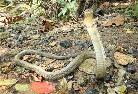Sounds like the perfect pet. Snake attack! Feisty Thai king cobra ready to pounce on ...