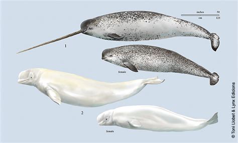 Toni Llobet Nature Illustrated Hmw4 Marine Mammals