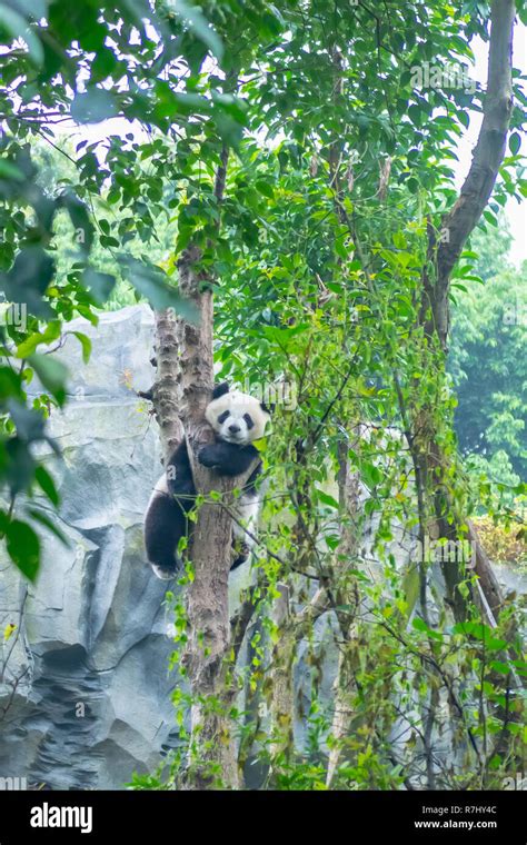Panda Bear In Tree Panda Research Centre Chengdu Sichuan China