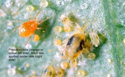 Predatory Mites Phytoseiulus Persimilis Price Includes Express