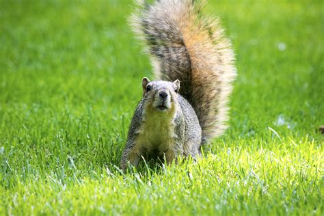 3840x2160 Resolution Squirrel On Grass Field At Daytime Hd Wallpaper