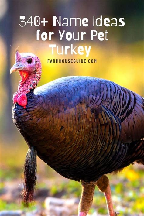 When It Comes To Naming A Turkey You Need To Have A Bit Of Humor