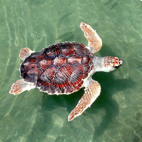 10 Oldest Sea Turtles In The World