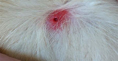 Popped Recurring Cyst On My Dog Finally Got The Sac Rpopping