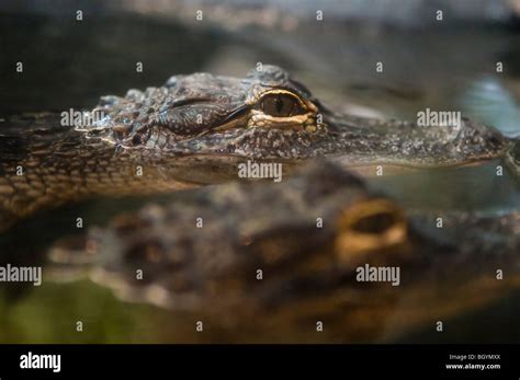 Reptile Alligator American Hi Res Stock Photography And Images Alamy