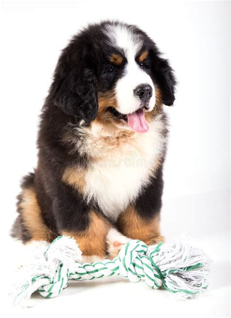 Bernese Mountain Dog Puppy Stock Photo Image Of Cute 60449130