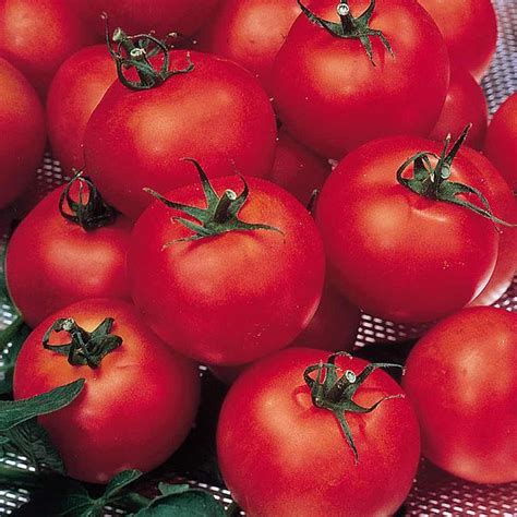Tomato Seeds F1 Shirley Indeterminate Suttons