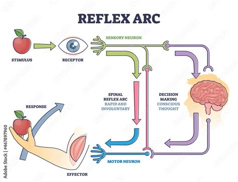 Vettoriale Stock Reflex Arc Sensory Neuron Pathway From Stimulus To