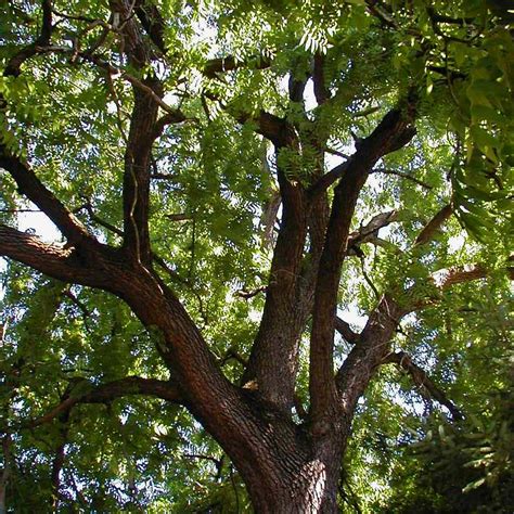 Black Walnut Is A Common North American Tree Free Nude Porn Photos