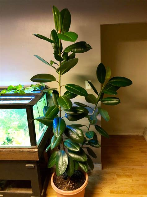 Our Rubber Plant Is Turning Into A Tree Indoorgarden