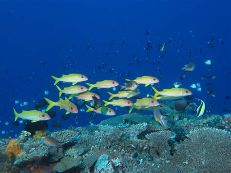 Diving Apo Reef Philippinesdivingmore