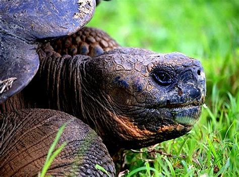 The Flying Tortoise Lonesome George The Worlds Rarest Living