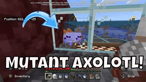 Mutant Blue Axolotl And Failing To Make Netherite Ingot 1172022