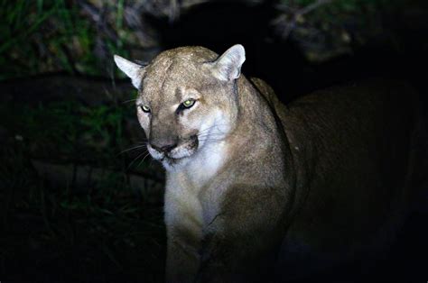 Federal Government Ready To Declare Eastern Cougars Extinct