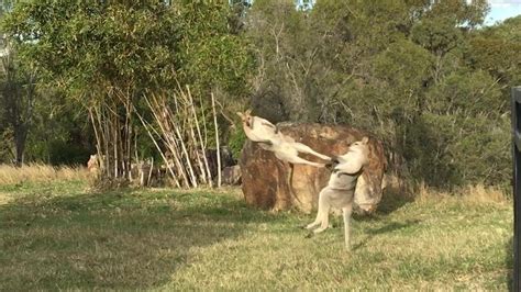 Kangaroos Jump Kick Each Other In Spectacular Fight