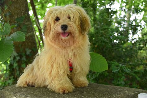 What Health Problems Do Havanese Dogs Have
