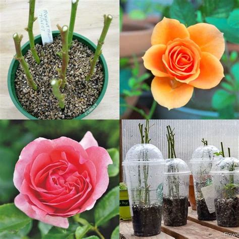 Grow Roses From Cuttings 2 Best Ways To Propagate Rose Cuttings
