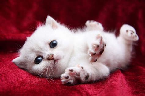 Cute White Kitten Animals