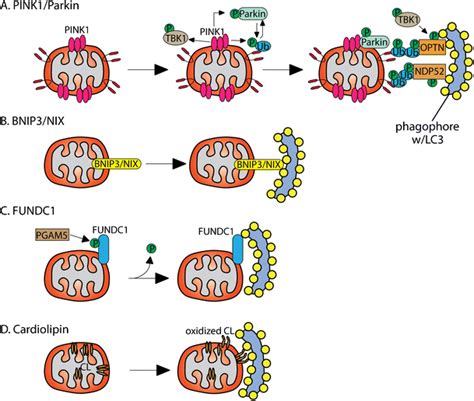 Mitophagic Pathways A In Dysfunctional Mitochondria PINK1 Accumulates
