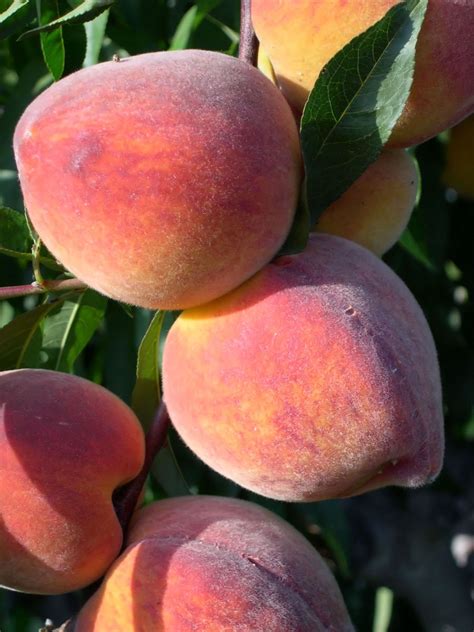 Ripe Peaches Free Photo Download Freeimages