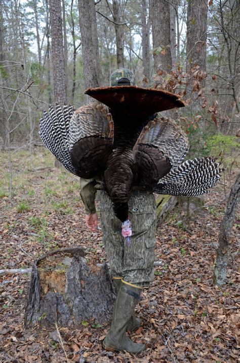 Turkey Hunting For Beginners Great Days Outdoors