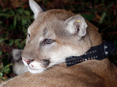 Real Cougar Sightings Causing Alarm In Pullman Police Across