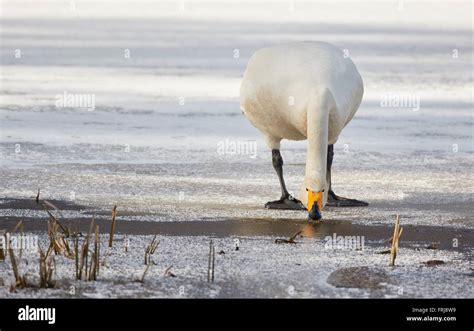 Whooper Swan Cygnus Cycnus Standing And Drinking Water On The Edge Of