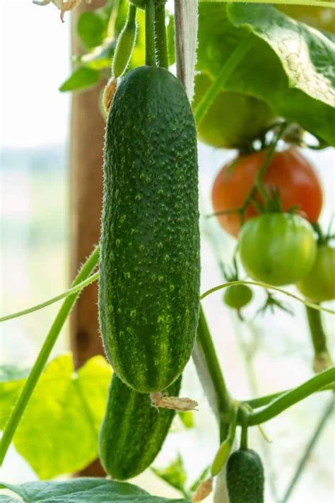 A Cucumber Hanging From A Vine In A Greenhouse Filled With Tomatoes And