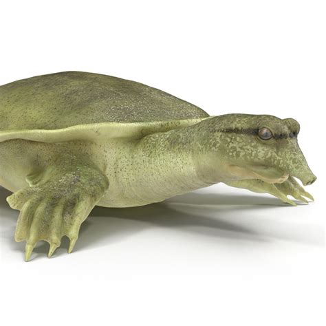 Check out our softshell turtle selection for the very best in unique or custom, handmade pieces from our fabric shops. chinese softshell turtle