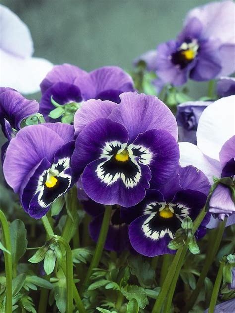 Colorful Container Gardens For Chilly Weather Pansies Winter Plants