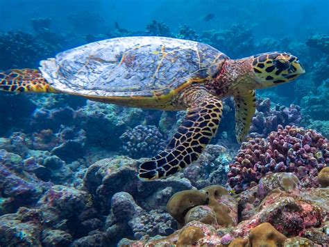 Vanessa's Marine Biology Internship in the Maldives