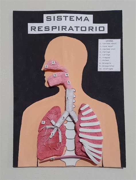 Maqueta Del Sistema Respiratorio Artofit