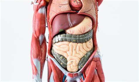 Male Internal Organs Of The Human Body Anatomical Chart Body Organs