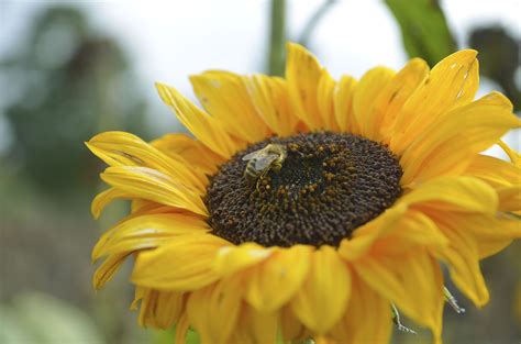 Free Images Nature Blossom Petal Bloom Summer Pollen Insect