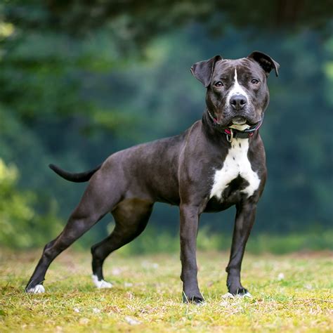 American Pit Bull Terrier Facts Wisdom Panel Dog Breeds