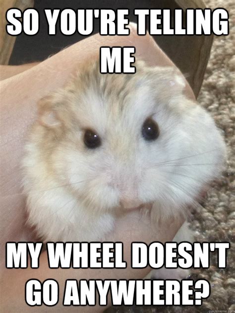 So Youre Telling Me My Wheel Doesnt Go Anywhere Sad Hamster