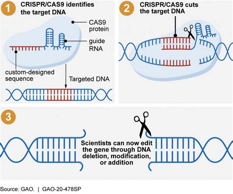 CRISPR Cas The Revolutionary Gene Editing Technology That S Changing