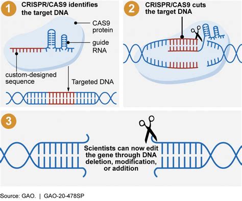 From Food To Humans Is Genetic Engineering Safe Lavender Lab Coats